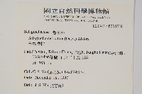 全緣卷柏藏品圖，第2張