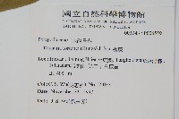 槲蕨藏品圖，第2張