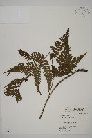 愛德氏肋毛蕨藏品圖，第1張