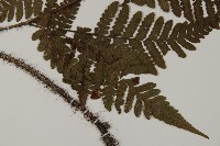 愛德氏肋毛蕨藏品圖，第3張