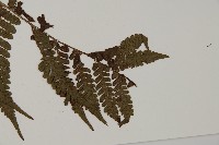 愛德氏肋毛蕨藏品圖，第5張