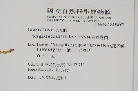 全緣卷柏藏品圖，第2張