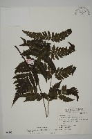 薄葉擬肋毛蕨藏品圖，第1張