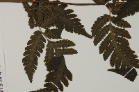 薄葉擬肋毛蕨藏品圖，第4張