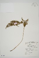 骨碎補鐵角蕨藏品圖，第1張