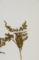 骨碎補鐵角蕨藏品圖，第3張