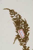 骨碎補鐵角蕨藏品圖，第4張