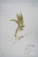 全緣卷柏藏品圖，第1張