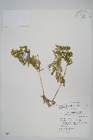 異葉卷柏藏品圖，第1張