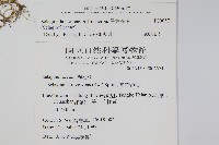 異葉卷柏藏品圖，第2張