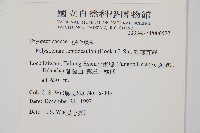 鞭葉耳蕨藏品圖，第2張