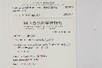 骨碎補鐵角蕨藏品圖，第2張