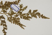 骨碎補鐵角蕨藏品圖，第3張