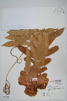 連珠蕨藏品圖，第1張