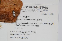 連珠蕨藏品圖，第2張