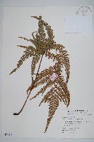 南海鱗毛蕨藏品圖，第1張