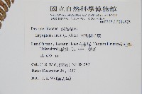 南海鱗毛蕨藏品圖，第2張