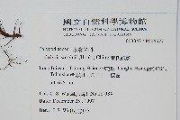 萊氏線蕨藏品圖，第2張