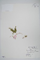 密葉卷柏藏品圖，第1張