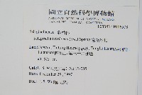 密葉卷柏藏品圖，第2張