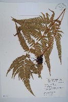 南海鱗毛蕨藏品圖，第1張