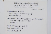 南海鱗毛蕨藏品圖，第2張