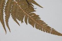 南海鱗毛蕨藏品圖，第3張