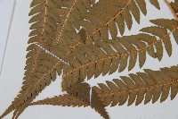 南海鱗毛蕨藏品圖，第4張