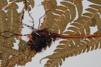 南海鱗毛蕨藏品圖，第5張