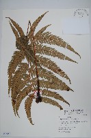 南海鱗毛蕨藏品圖，第1張