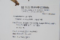 南海鱗毛蕨藏品圖，第2張