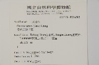 愛德氏肋毛蕨藏品圖，第2張