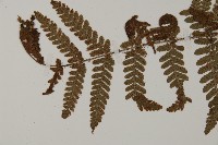 愛德氏肋毛蕨藏品圖，第4張