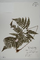 肋毛蕨藏品圖，第1張