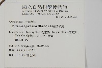 肋毛蕨藏品圖，第2張