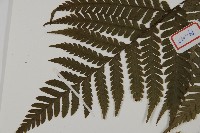 肋毛蕨藏品圖，第4張