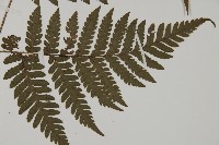 肋毛蕨藏品圖，第5張