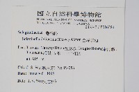 全緣卷柏藏品圖，第2張