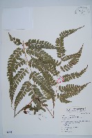 斜方複葉耳蕨藏品圖，第1張