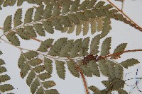 斜方複葉耳蕨藏品圖，第3張