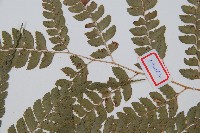 斜方複葉耳蕨藏品圖，第4張