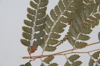 斜方複葉耳蕨藏品圖，第5張