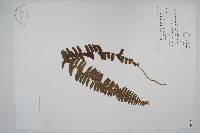 腎蕨藏品圖，第1張