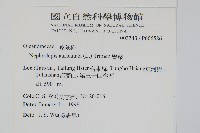 腎蕨藏品圖，第2張