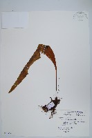 鱗瓦葦、長柄瓦葦藏品圖，第1張