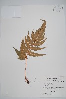 南海鱗毛蕨藏品圖，第1張