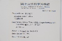 南海鱗毛蕨藏品圖，第2張