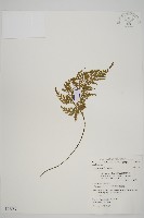 骨碎補鐵角蕨藏品圖，第1張