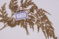 骨碎補鐵角蕨藏品圖，第4張