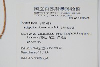 臺灣水龍骨藏品圖，第2張